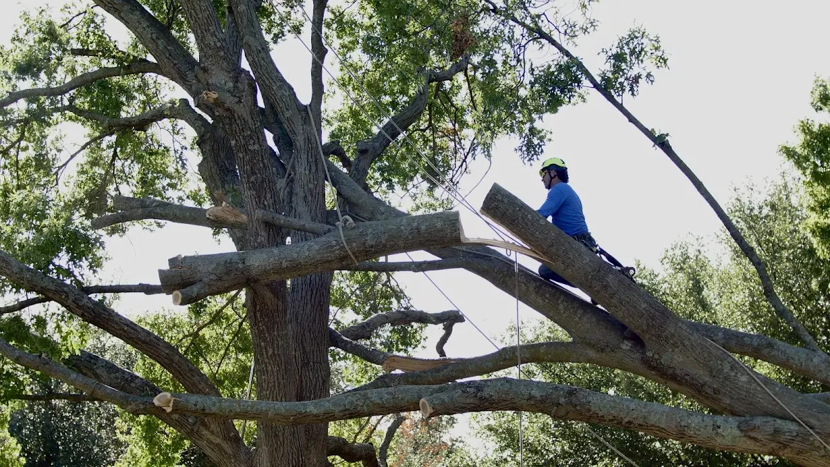 Professional Crown Thinning performed by certified arborists in Due West